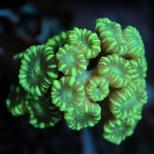Candi Light Green