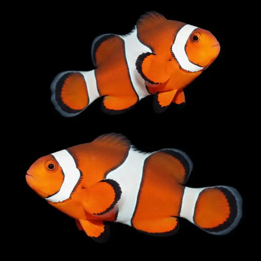 Two live clownfish, likely Nematocerus species, displayed against a solid black background. The fish feature bright orange bodies with bold white vertical bands and thin black borders.