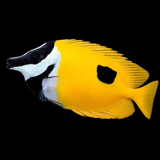 A bright yellow fox fish with a black and white pattern, shown in profile against a solid black background.