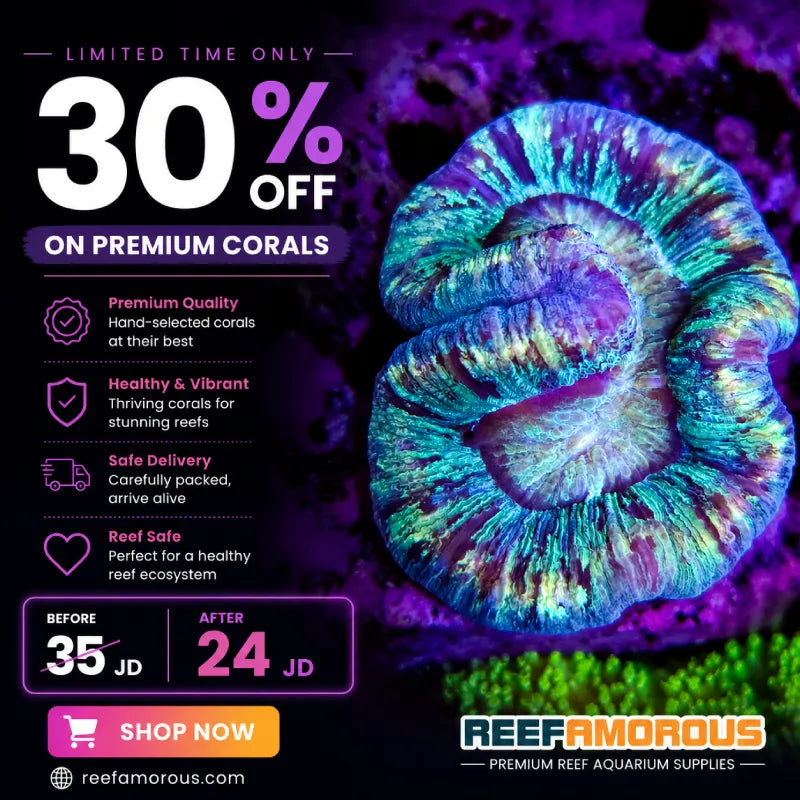 Multi Colors Open Brain Coral