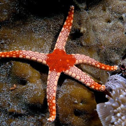 OrangeMarbleSeaStar