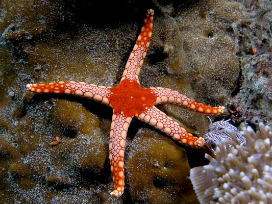 OrangeMarbleSeaStar