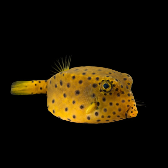 Cubicus Boxfish EXPERT ONLY