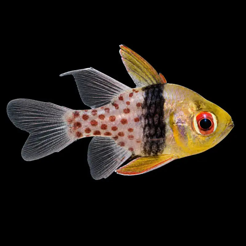 A small tropical fish with a yellow head, a black vertical band, and reddish-brown spots on a translucent white body, shown against a solid black background.