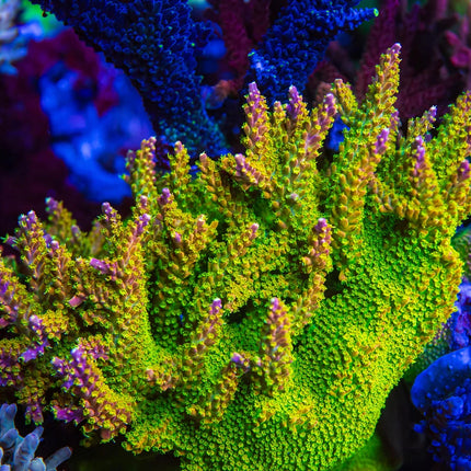 Paletta Pink Tip Acropora