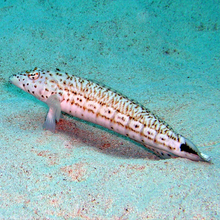 ليزارد بليني (Lizard Blenny)