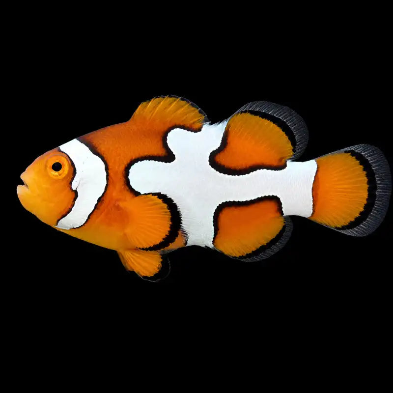 Picasso Percula Clownfish - Captive-Bred