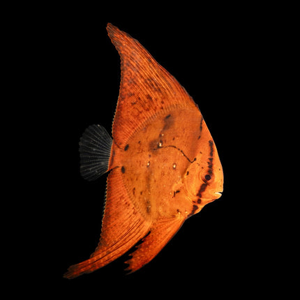 Orbiculate Batfish