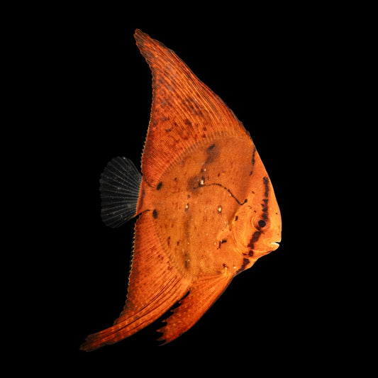 Orbiculate Batfish