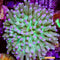 Plate Coral, Long Tentacle