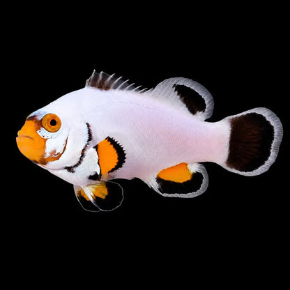 Platinum_Clownfish_-_Reefamorous