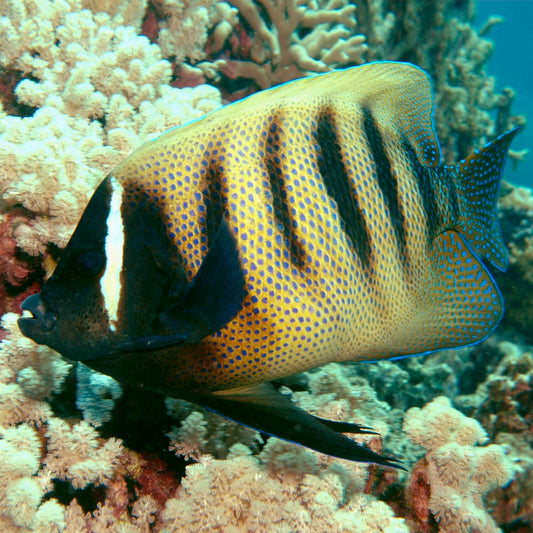 Six Bar Angelfish