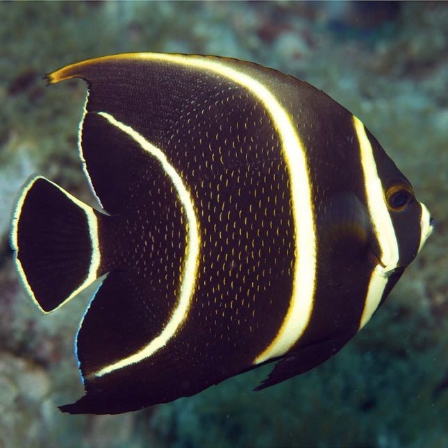 Gray (Black) Angelfish
