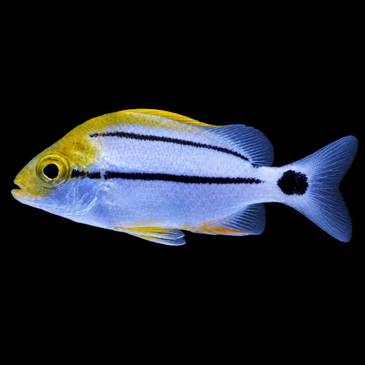Fish with a yellow head and black stripe - Porkfish