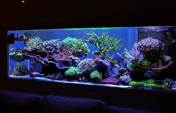 SPS Aquarium - Reefamorous projects