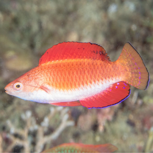 Redfin Wrasse