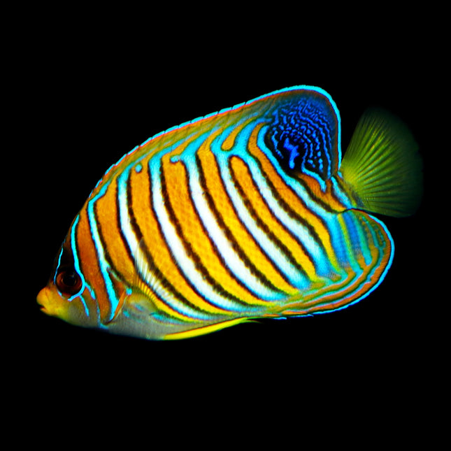 Regal Angelfish EXPERT ONLY
