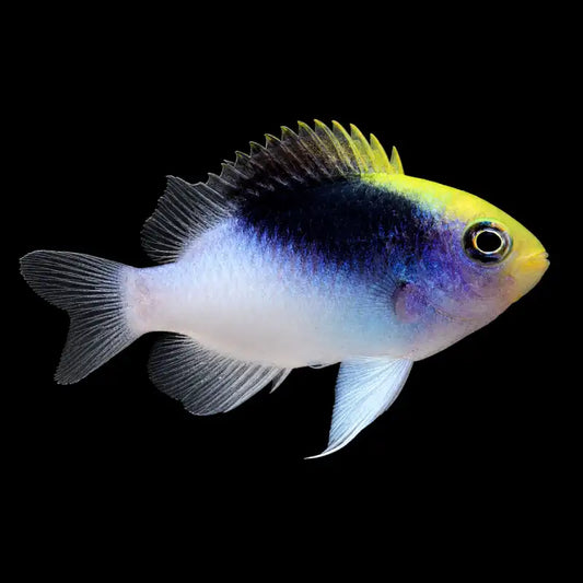 Small fish with a multicolored body on black background