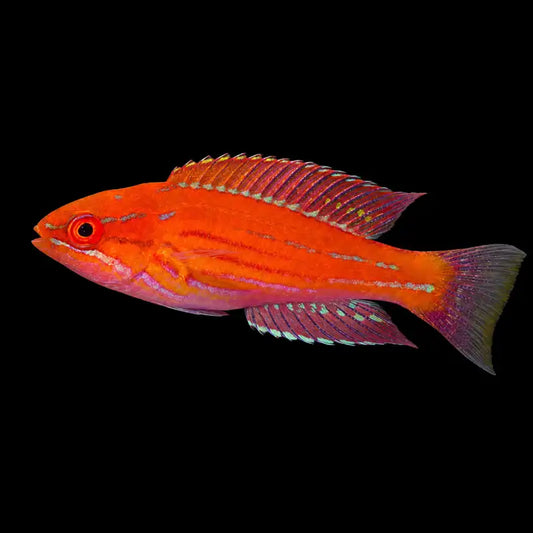 Royal Flasher Wrasse