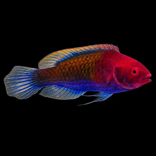 Ruby Head Fairy Wrasse