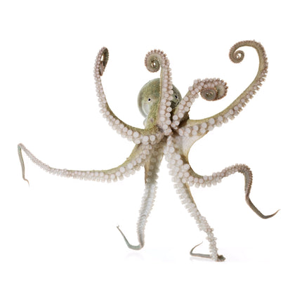 Prickly Octopus