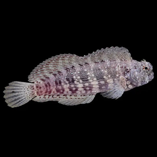 Small fish on a sandy bottom with - Sailfin Algae Blenny