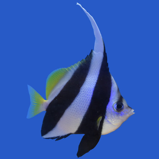 Colorful fish with black, white, and blue patterns on a white background