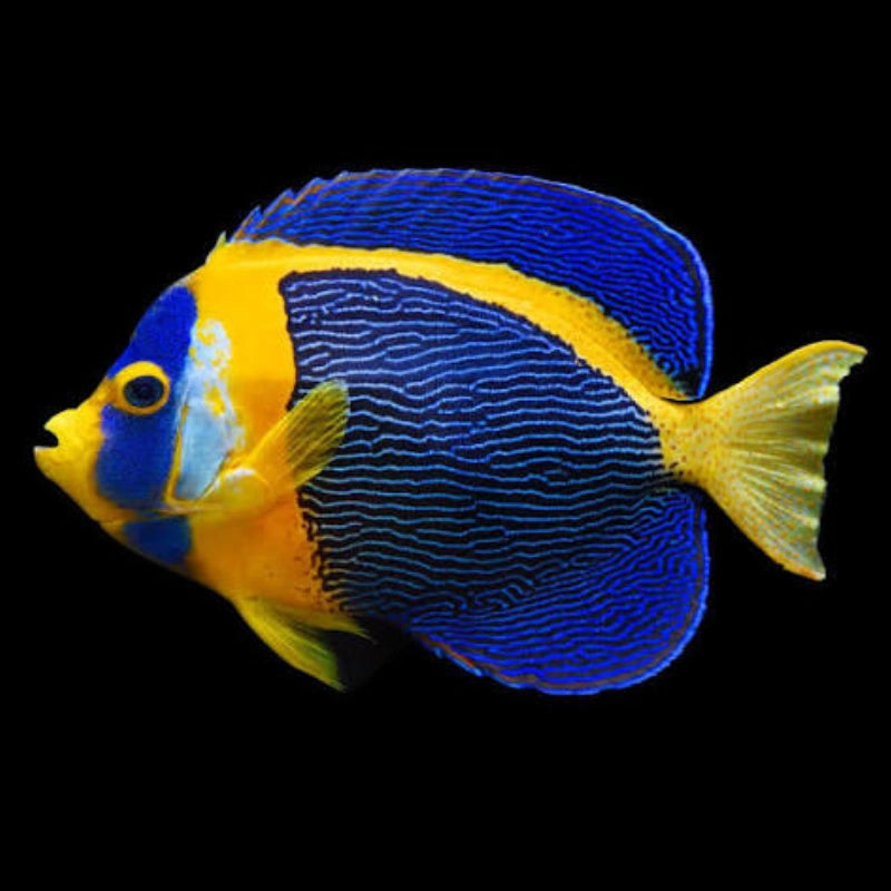 Scribbled Angelfish