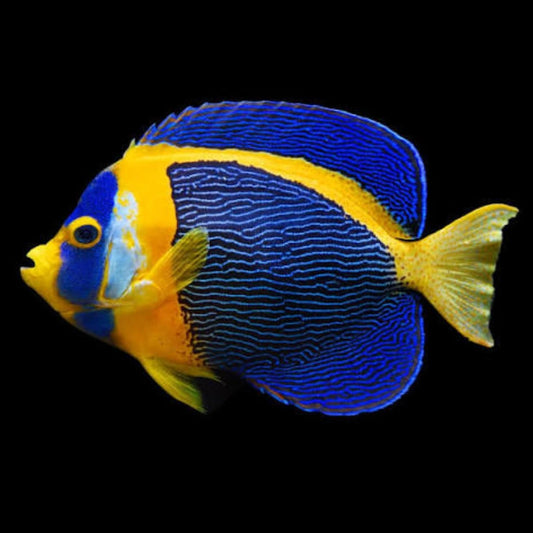 Scribbled Angelfish