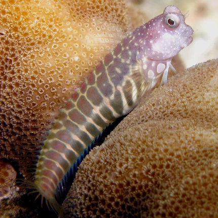 سيجمنتد سيلفين بليني (Segmented Sailfin Blenny)
