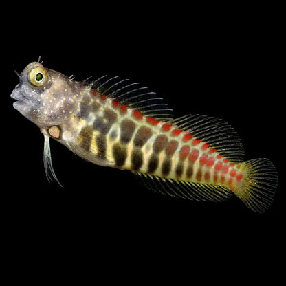Small fish with red and yellow patterns for marine aquarium - Segmented Sailfin Blenny