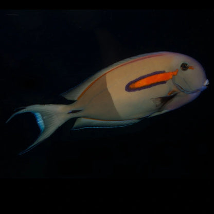 A live tropical fish, likely a damselfish or wrassespecies, swimming against a solid black background. The fish features a pale beige and gray body with a prominent bright orange patch on its side bordered by a dark purple ring, and a blue-tinted tail fin.