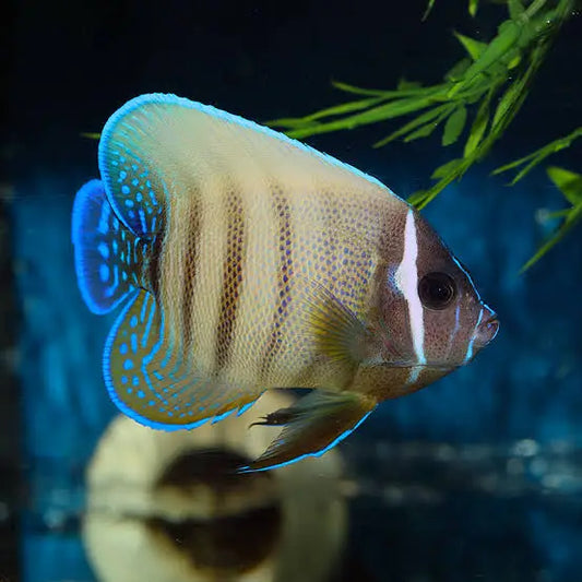 A live aquarium fish, likely an Angelfish or Cichlid, featuring a beige body with vertical dark stripes, a white vertical band, and vibrant blue-gold patterned fins, swimming in a blue aquarium environment with green plants.