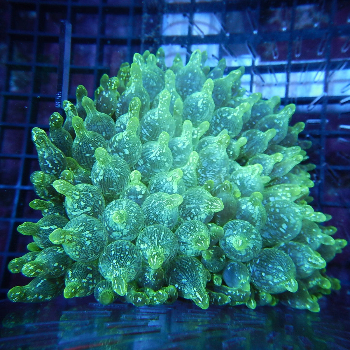 Close-up of a green coral-like structure on a dark background
