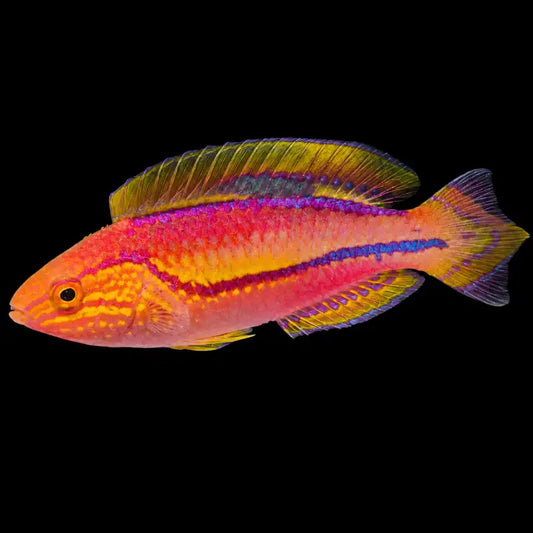 Splendid Pintail Fairy Wrasse