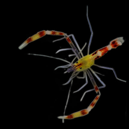 Yellow Banded Coral Shrimp