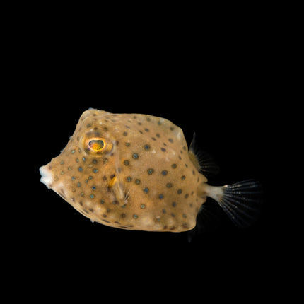 هيلميت كاوفيش (Helmet Cowfish)