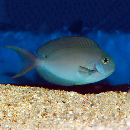 Thompson's Surgeonfish