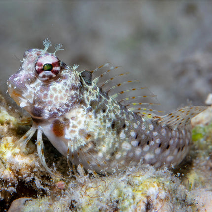 بيني مولي ميلر (Molly Miller Blenny)