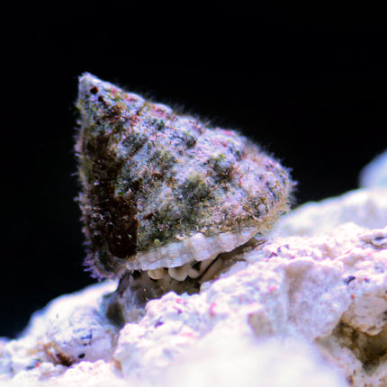 Turban Snail