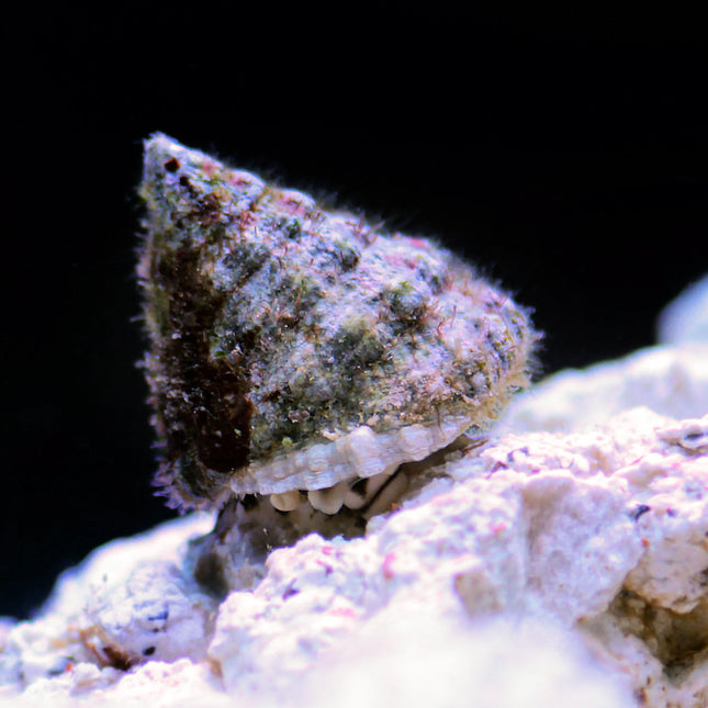 Turban Snail