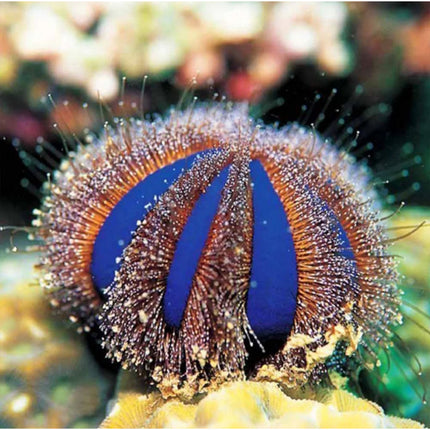 Blue Tuxedo Urchin