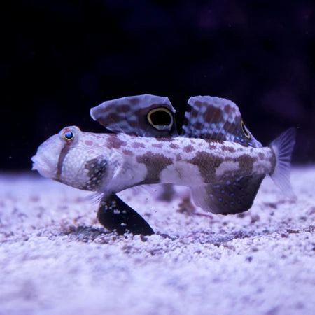 Two Spot Goby