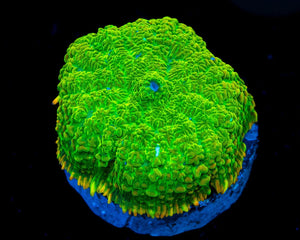ReefAmorous - RA Corals - Duke Nukit Rhodactis Mushroom - Reefamorous