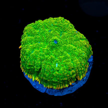 ReefAmorous - RA Corals - Duke Nukit Rhodactis Mushroom - Reefamorous