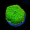 ReefAmorous - RA Corals - Duke Nukit Rhodactis Mushroom - Reefamorous