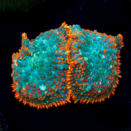 ReefAmorous - RA Corals - Orange Crush Rhodactis Mushroom - Reefamorous