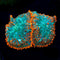 ReefAmorous - RA Corals - Orange Crush Rhodactis Mushroom - Reefamorous