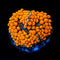 ReefAmorous - RA Corals - Orange Ricordea Mushroom - Reefamorous