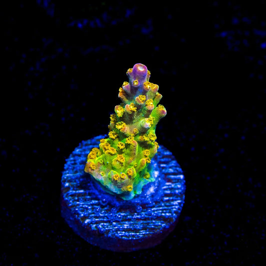 Paletta Pink Tip Acropora